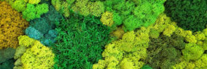 Read more about the article Easy Low Maintenance Lawn Alternatives